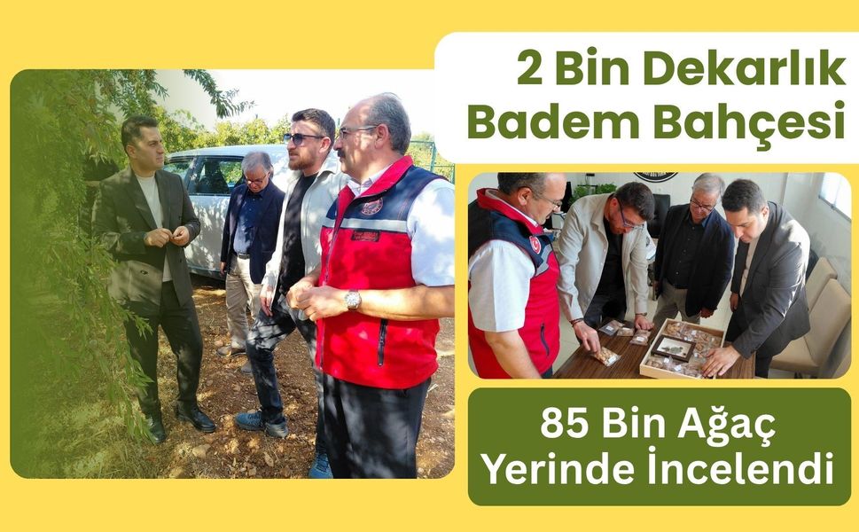 2 Bin Dekarlık Badem Bahçesi: 85 Bin Ağaç Yerinde İncelendi
