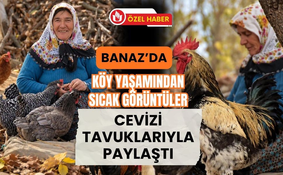 Banaz’da Köy Yaşamından Sıcak Görüntüler, Cevizi Tavuklarıyla Paylaştı