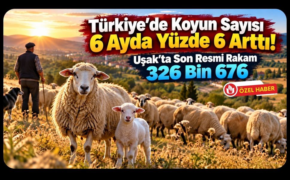 Türkiye'de Koyun Sayısı 6 Ayda Yüzde 6 Arttı! Uşak'ta Son Resmi Rakam 326 Bin 676