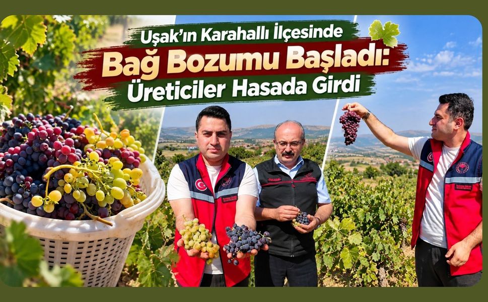 Uşak’ın Karahallı İlçesinde Bağ Bozumu Başladı: Üreticiler Hasada Girdi