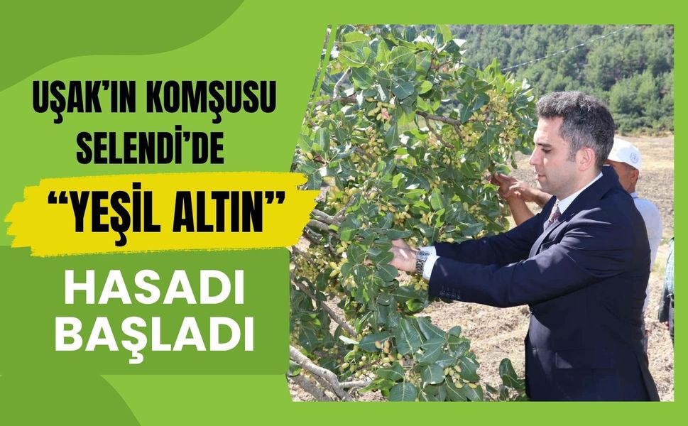Uşak’ın Komşusu Selendi’de “Yeşil Altın” Hasadı Başladı