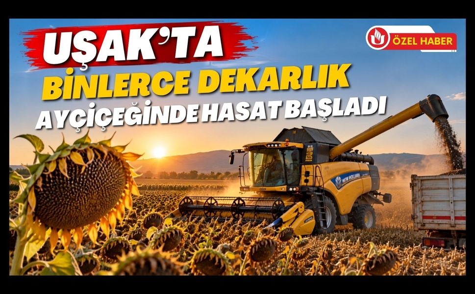 Uşak’ta Binlerce Dekarlık Ayçiçeğinde Hasat Başladı