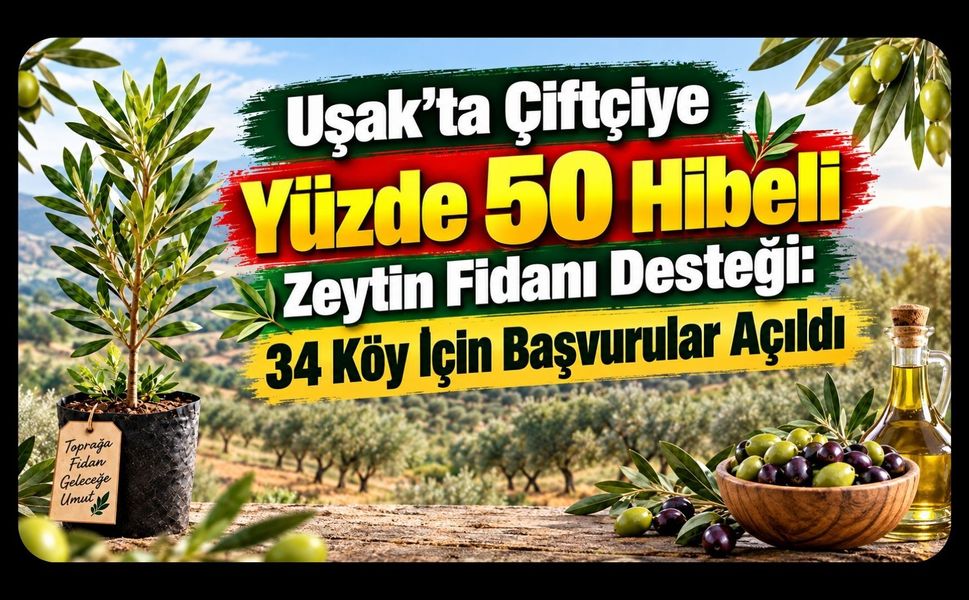 Uşak’ta Çiftçiye Yüzde 50 Hibeli Zeytin Fidanı Desteği: 34 Köy İçin Başvurular Açıldı