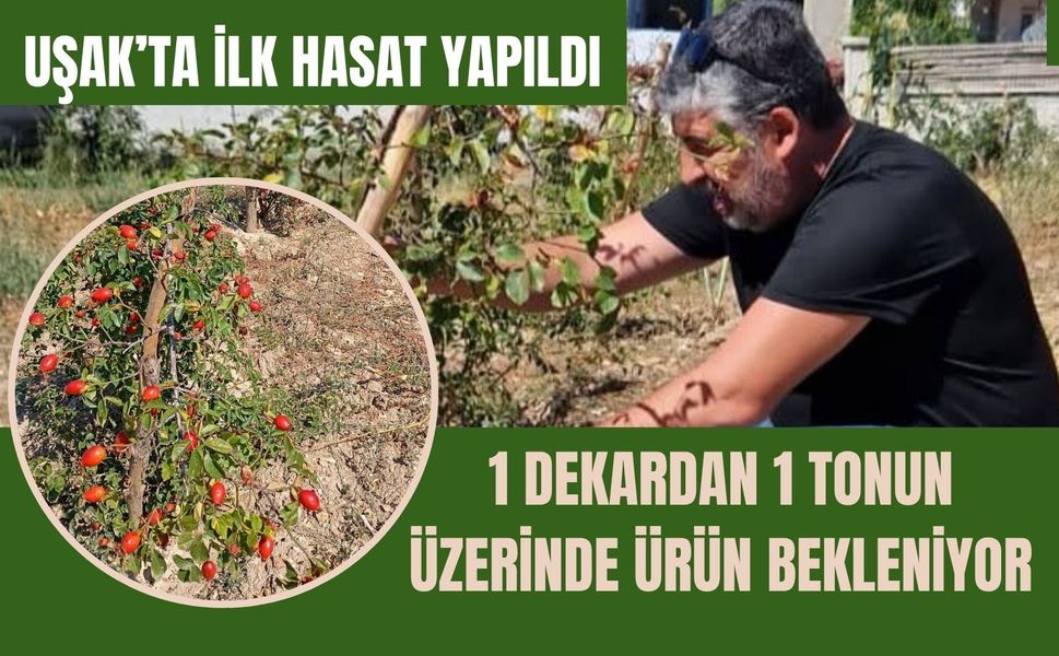 Uşak’ta İlk Hasat Yapıldı, 1 Dekardan 1 Tonun Üzerinde Ürün Bekleniyor