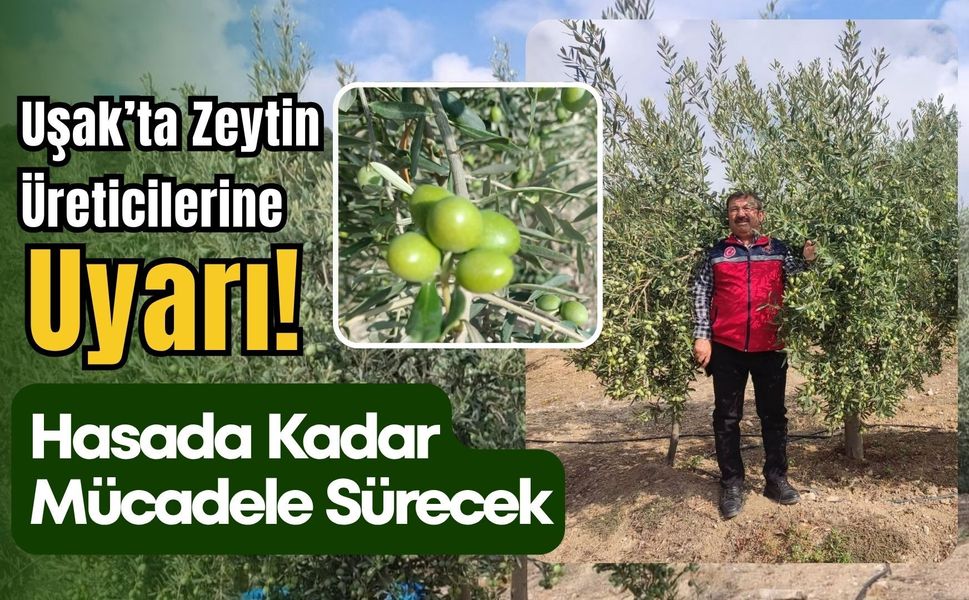 Uşak’ta Zeytin Üreticilerine Uyarı! Hasada Kadar Mücadele Sürecek