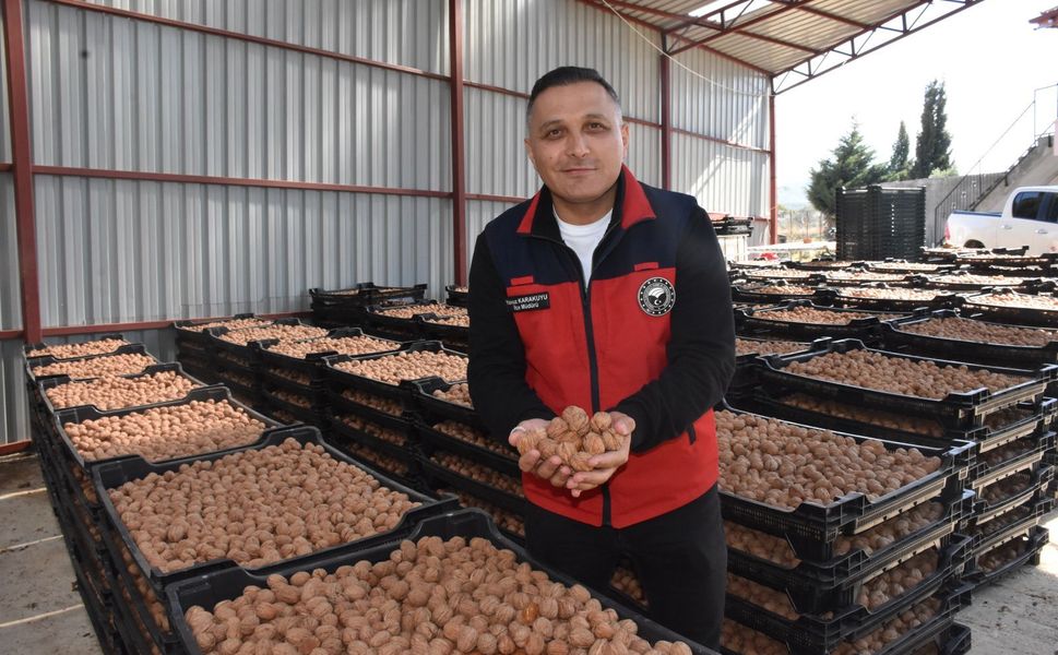 Afyonkarahisar'da 100 Bin Ağaçtan 2 Bin Ton Ceviz! Türkiye'nin Dört Bir Yanına Gönderiliyor