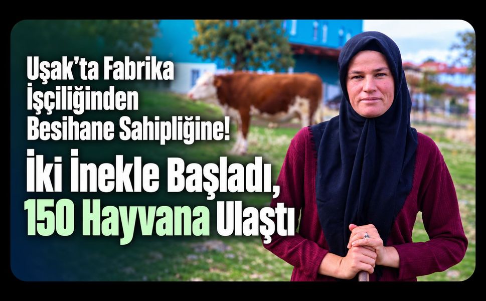 Uşak’ta Fabrika İşçiliğinden Besihane Sahipliğine! İki İnekle Başladı, 150 Hayvana Ulaştı