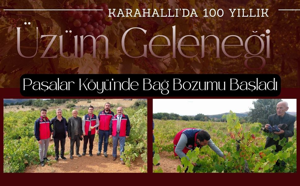 Karahallı’da 100 Yıllık Üzüm Geleneği, Paşalar Köyü’nde Bağ Bozumu Başladı