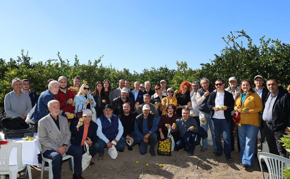 Satsuma Mandalinasında İhracat Başladı! Rekoltede Yüzde 20 Artış Bekleniyor