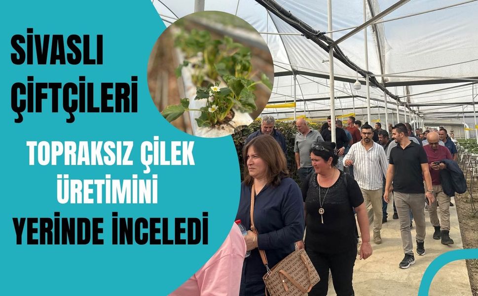 Sivaslı Çiftçileri Topraksız Çilek Üretimini Yerinde İnceledi