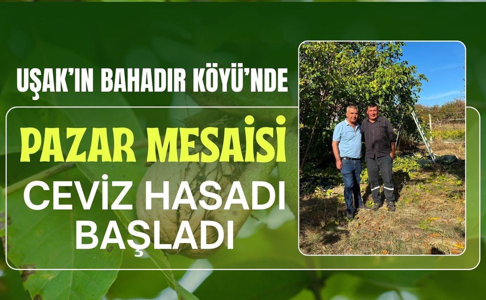 Uşak’ın Bahadır Köyü’nde Pazar Mesaisi, Ceviz Hasadı Başladı