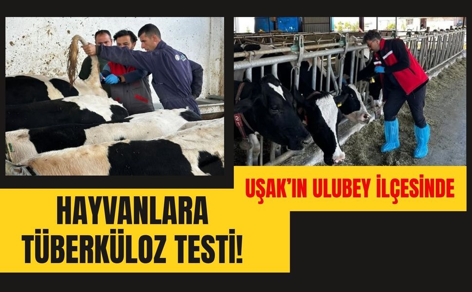 Uşak’ın Ulubey İlçesinde Hayvanlara Tüberküloz Testi! Kan Örnekleri Alındı
