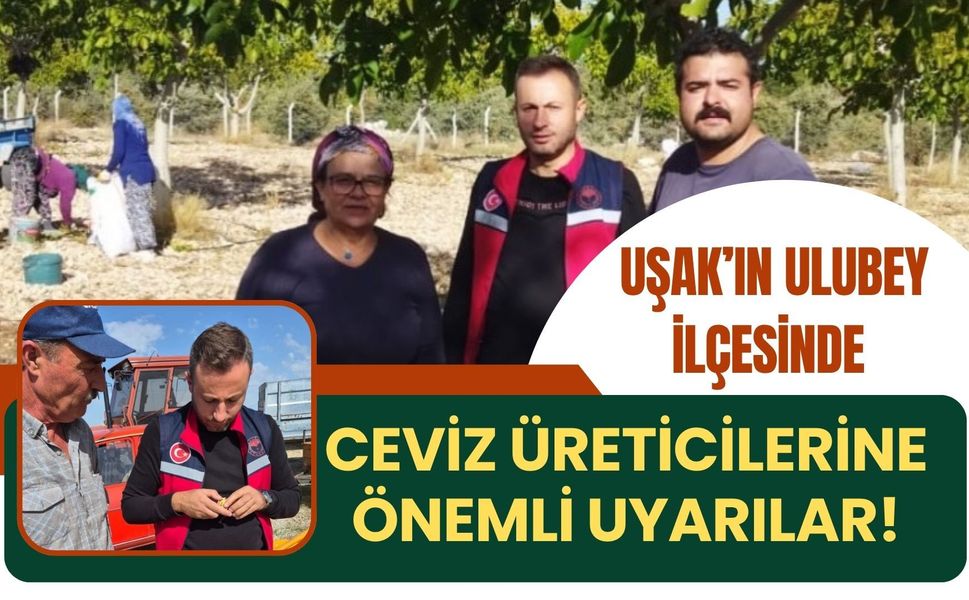 Uşak’ın Ulubey İlçesinde Ceviz Üreticilerine Önemli Uyarılar!