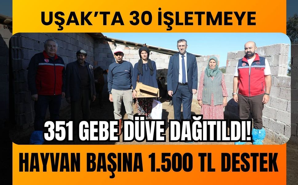 Uşak’ta 30 İşletmeye 351 Gebe Düve Dağıtıldı! Hayvan Başına 1.500 TL Destek