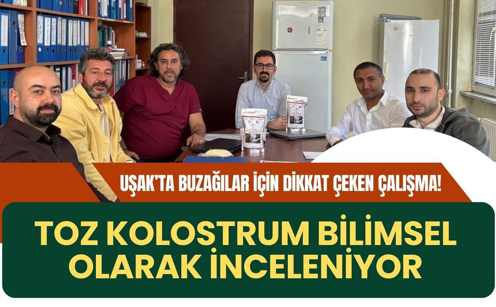 Uşak’ta Buzağılar İçin Dikkat Çeken Çalışma! Toz Kolostrum Bilimsel Olarak İnceleniyor