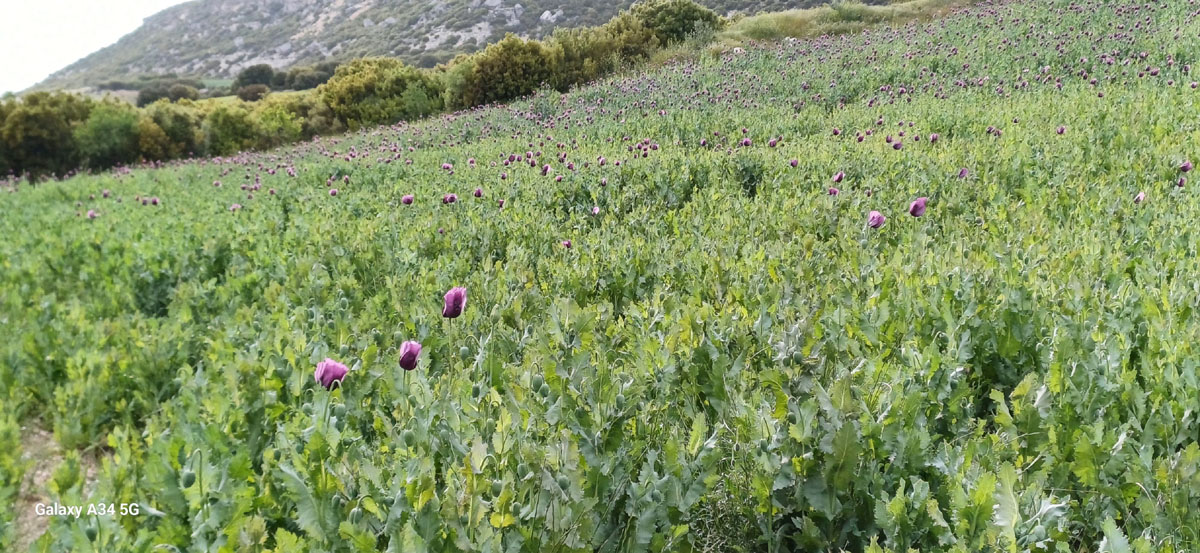Haşhaş (1)1