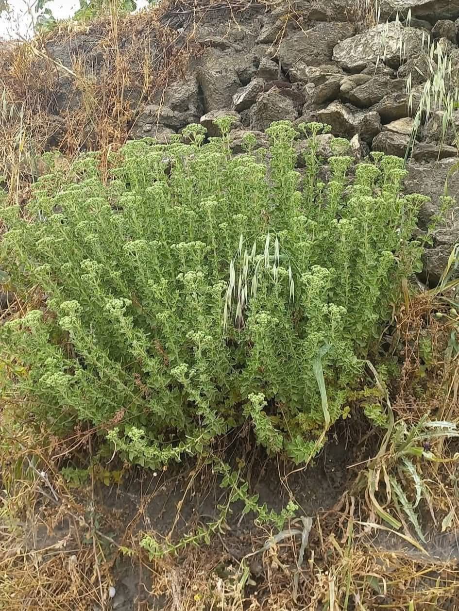 Kekik
