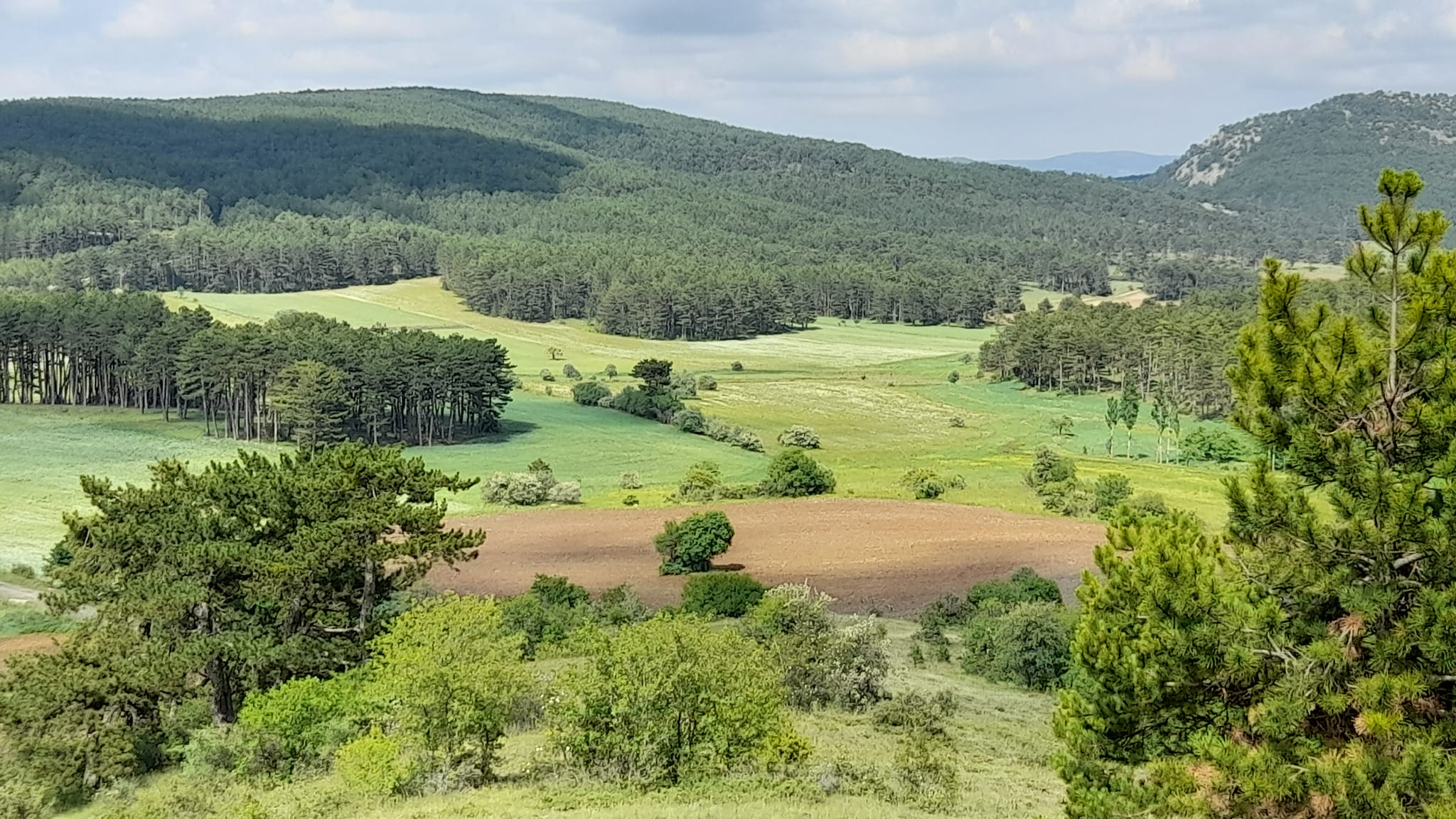 Manzara