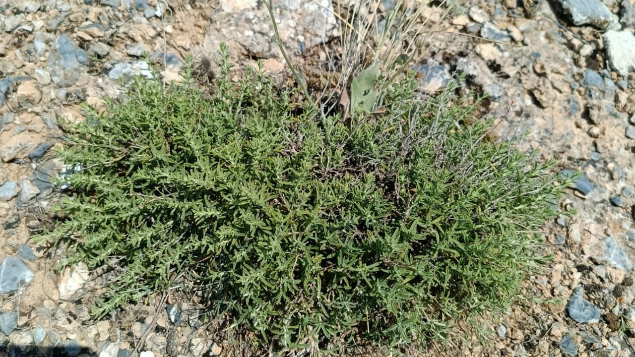 Kekik-2