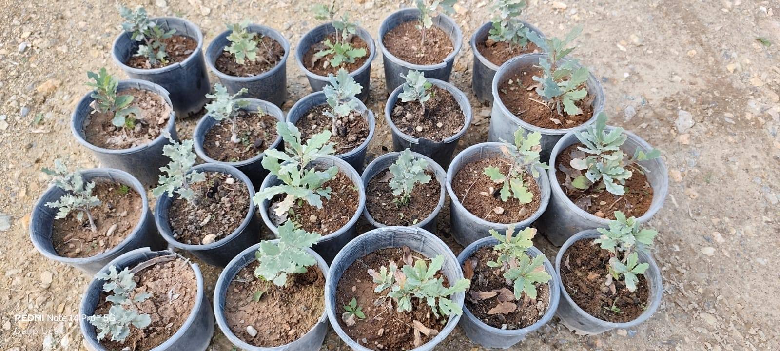 571290446 10163467518514640 5124733944049917028 N