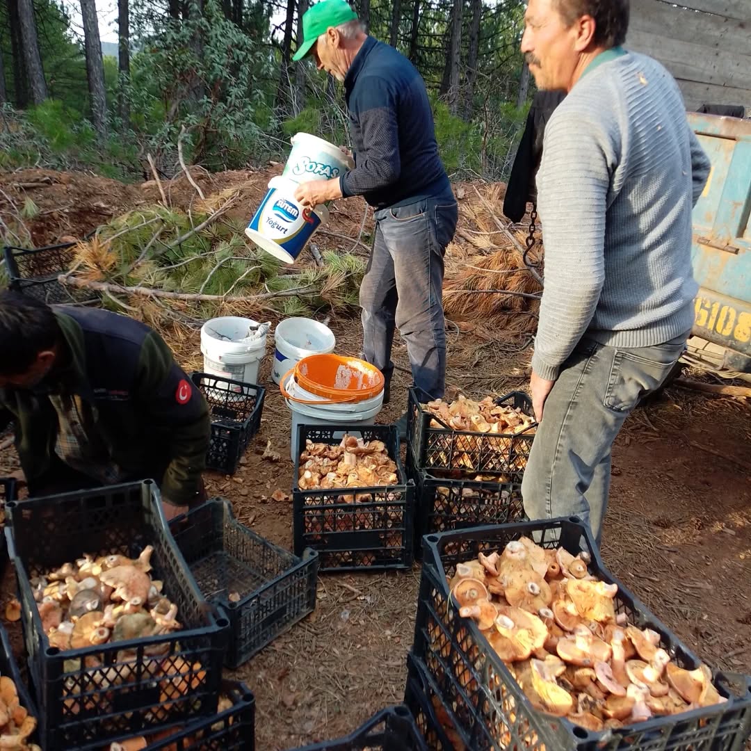 574729565 18539278219017544 6074178331522017574 N