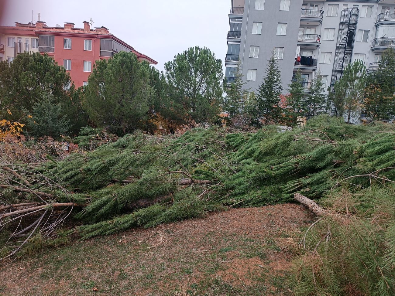 586445789 3944949902481544 2116617842118500378 N