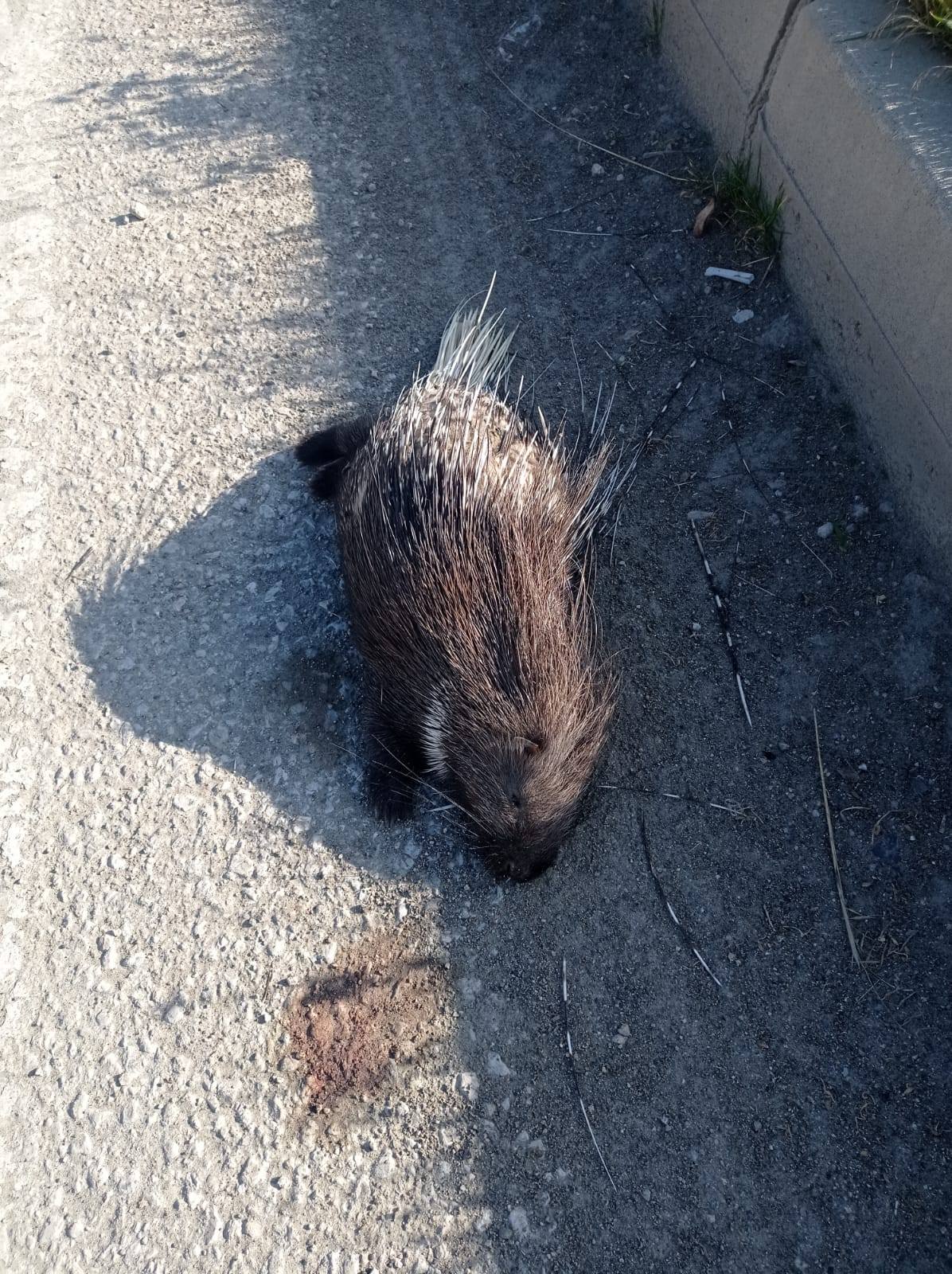 588841048 1868764284516566 8716893183404890332 N