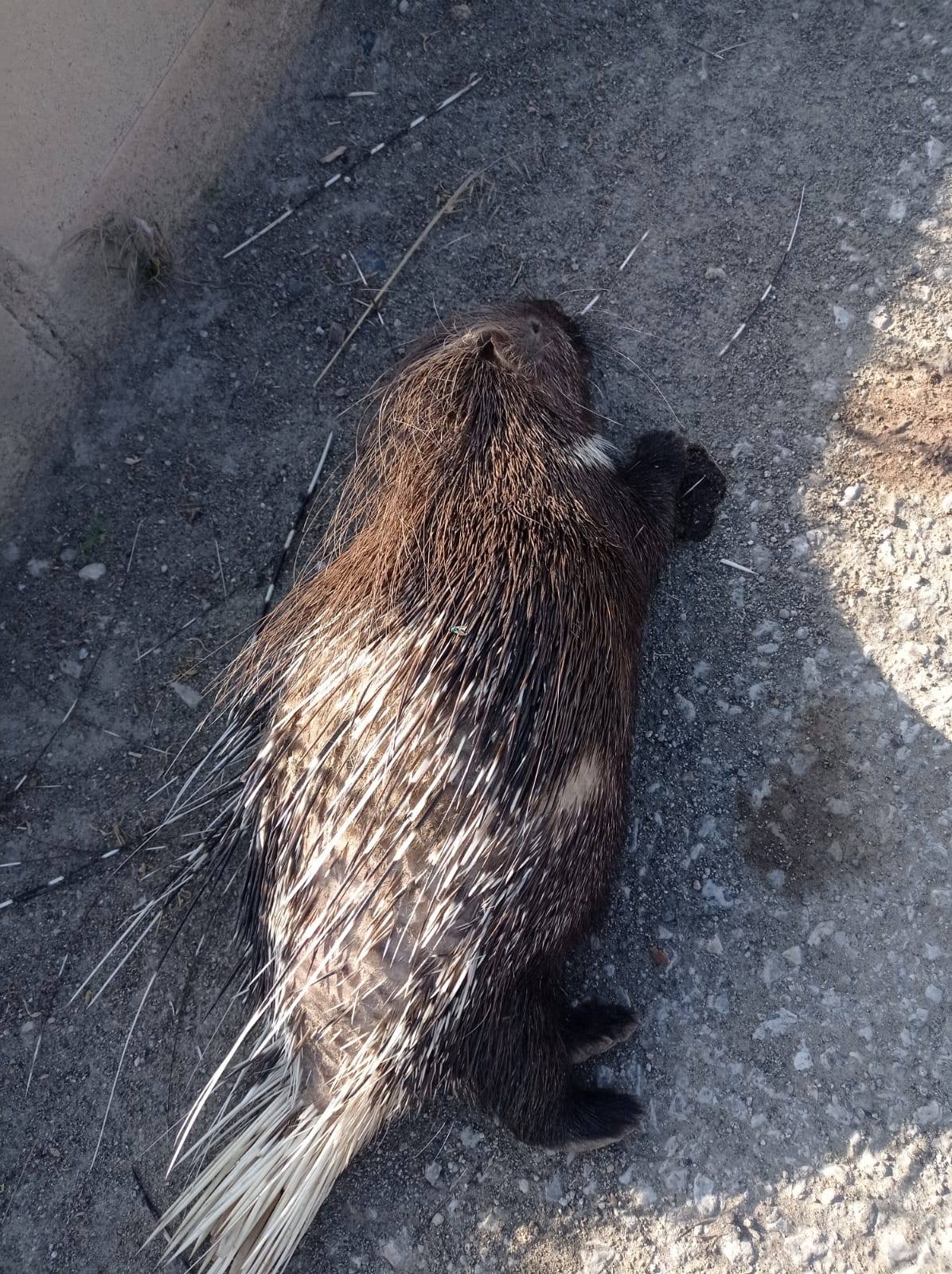 588857346 1868764704516524 6529215708133667360 N