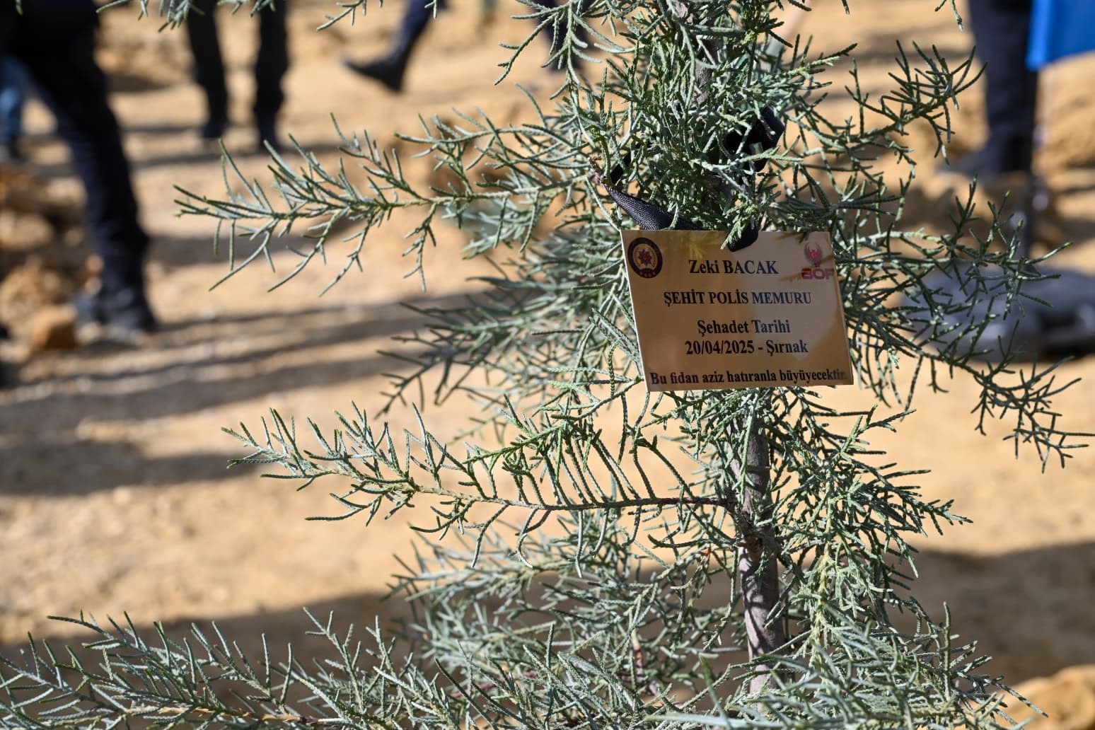 589267466 1156222493348618 2964772892369146960 N