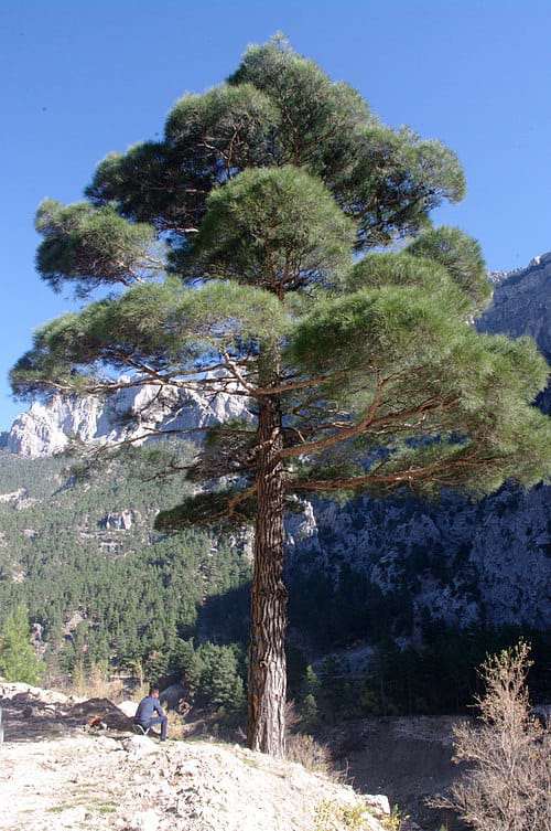 Kızılcam 3 151803330