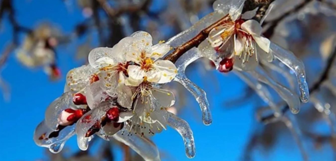 Ziraidonnnnnnnnnnnn1114