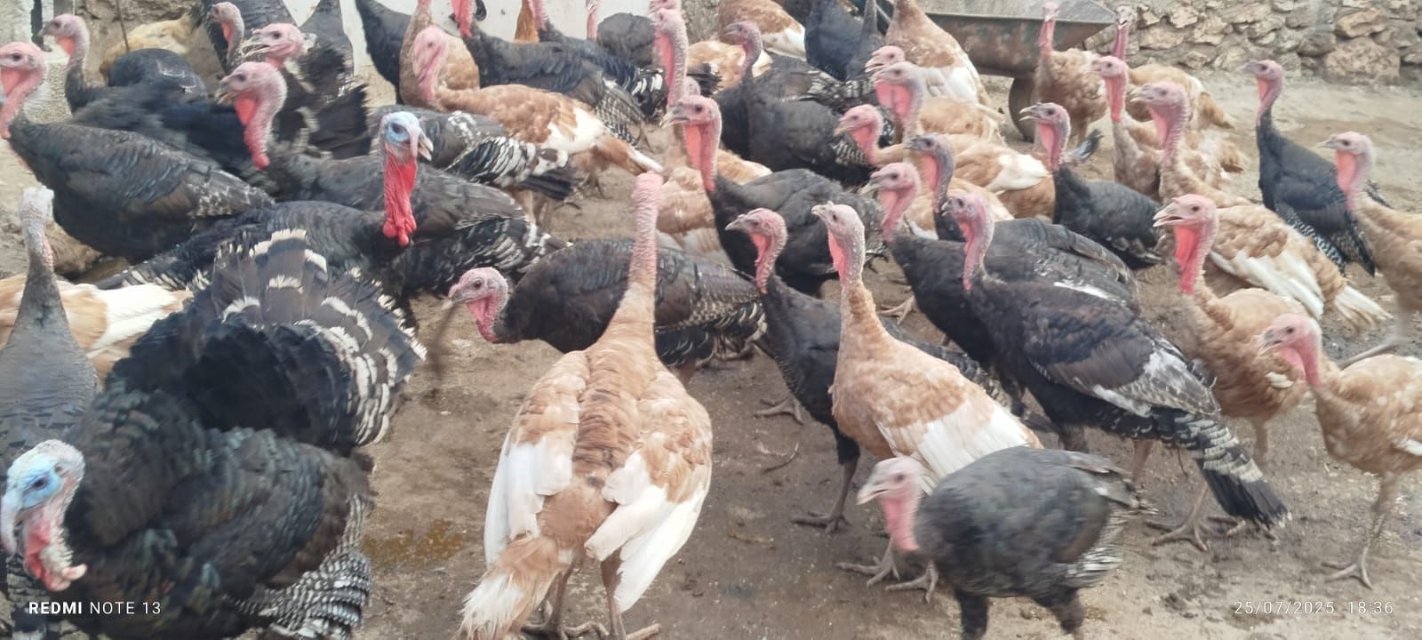 527180570 2528837377473205 7362656411000465636 N