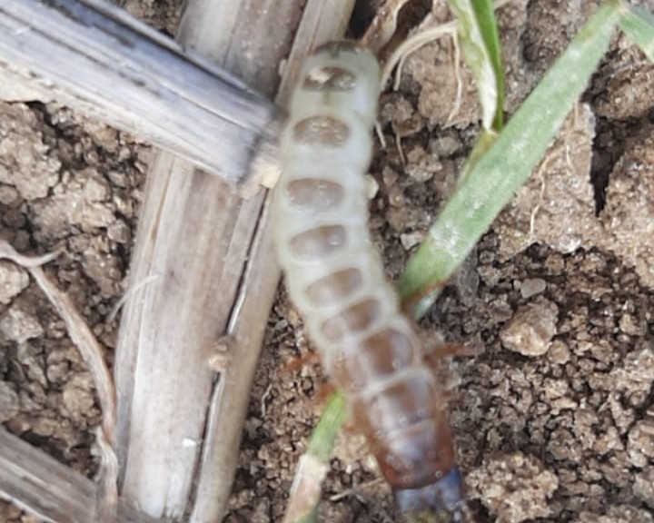 599927553 122189352074544242 3317115440062987189 N