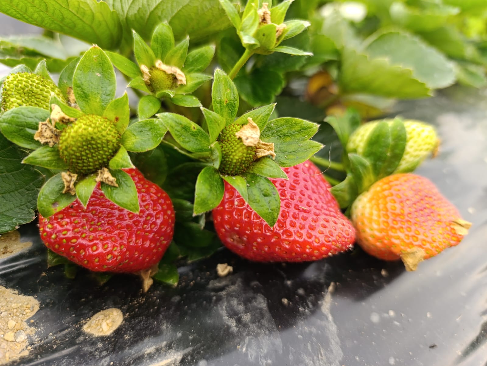 Bf8B76Ff 252F 48C3 A727 2Ce53A5E9D59