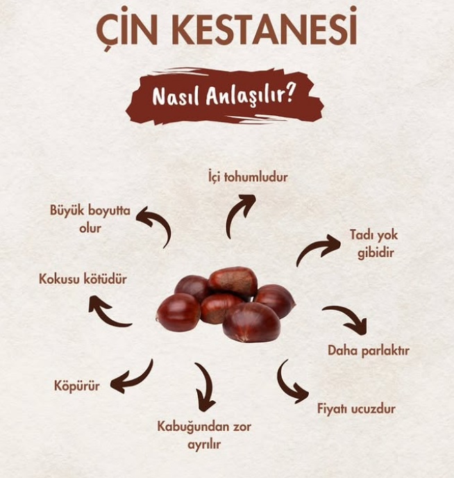 Çin Kestanesi