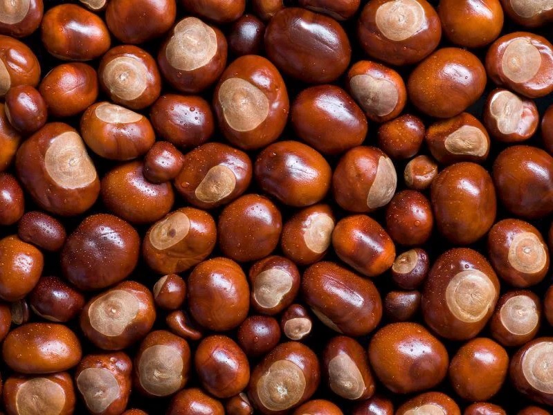 Çin Kestanesiii