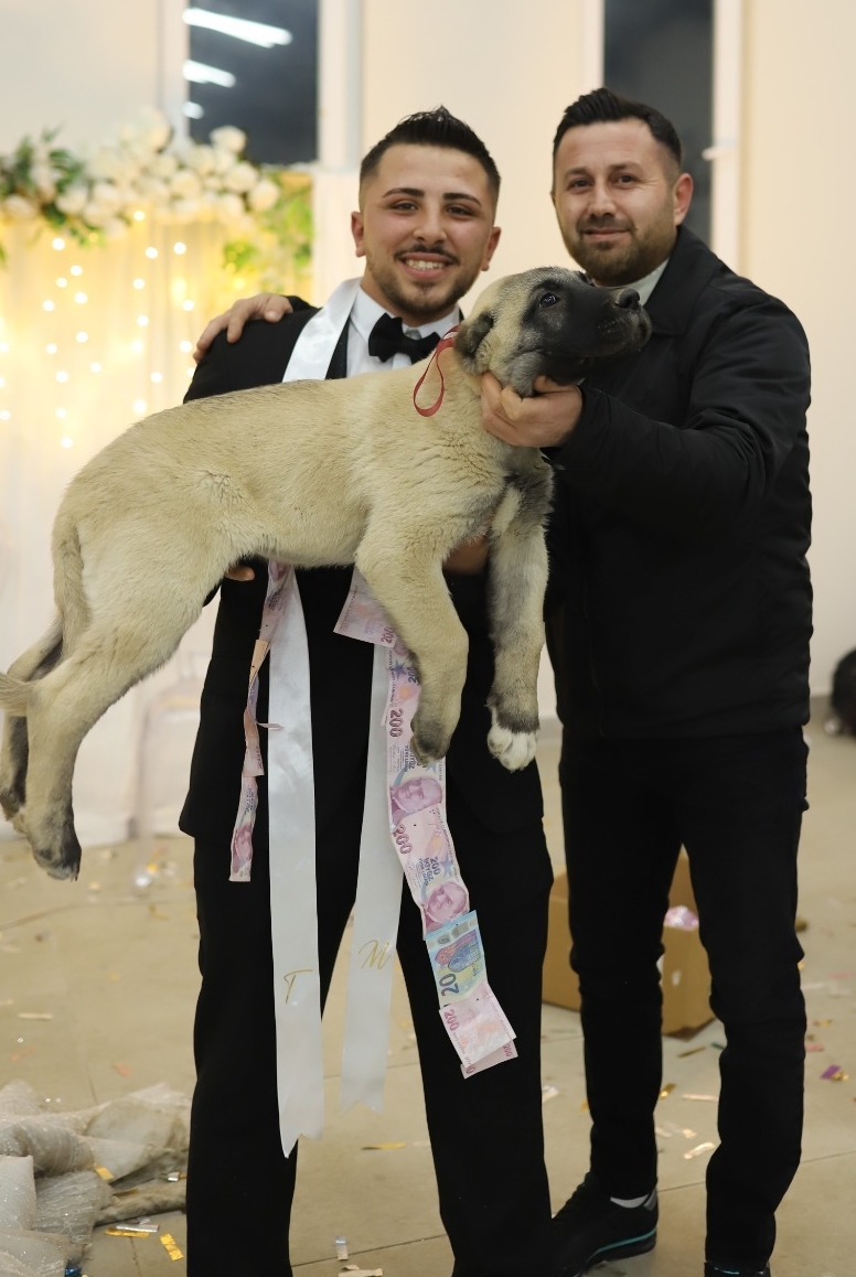 Düğün Köpek (2)
