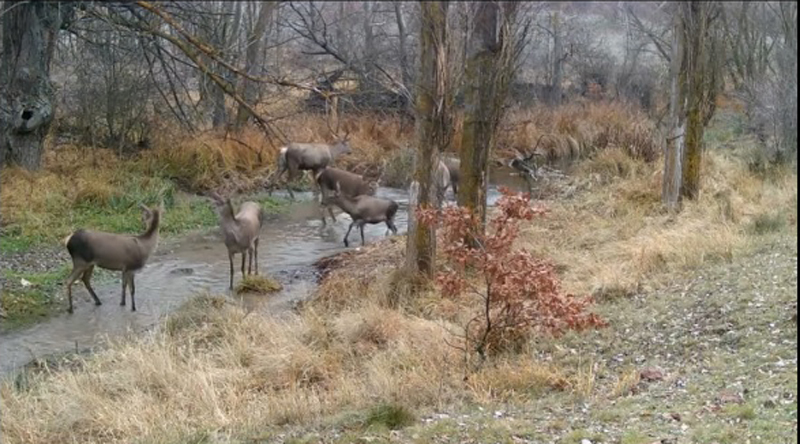 Fotokapanlara Yansıyan Geyikler Hayran Bıraktı..