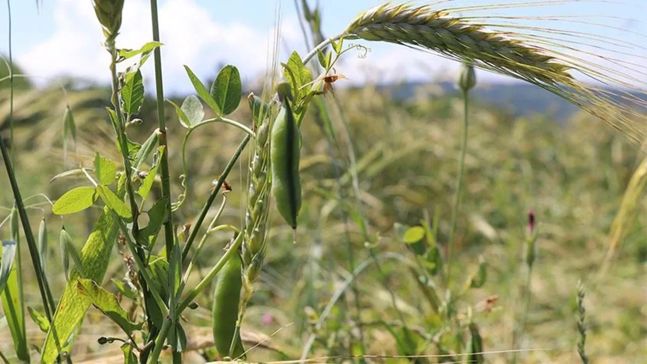 Uşak’ta Yem Bitkileri Desteği Askı İcmalleri Açıklandı