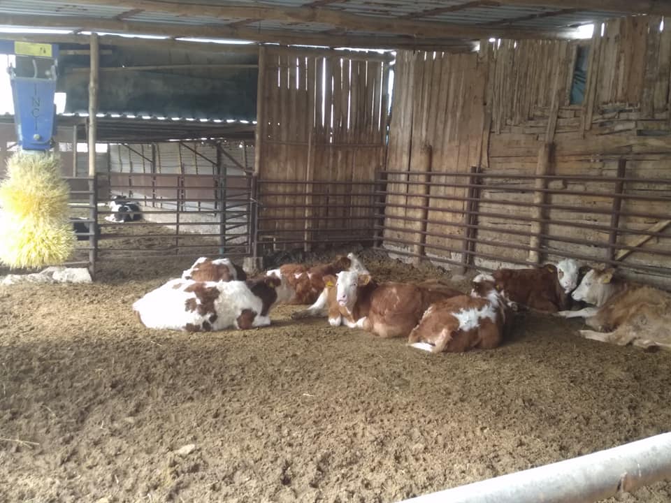 Uşak’ta 2026 Besilik Sığır İthalatı Askıya Çıktı (3)