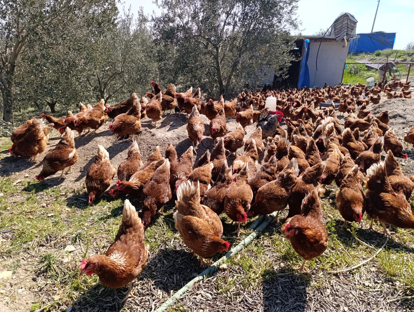 Ae5Cc60E 91Fc 40C3 9Aeb 041A5Be188Ab