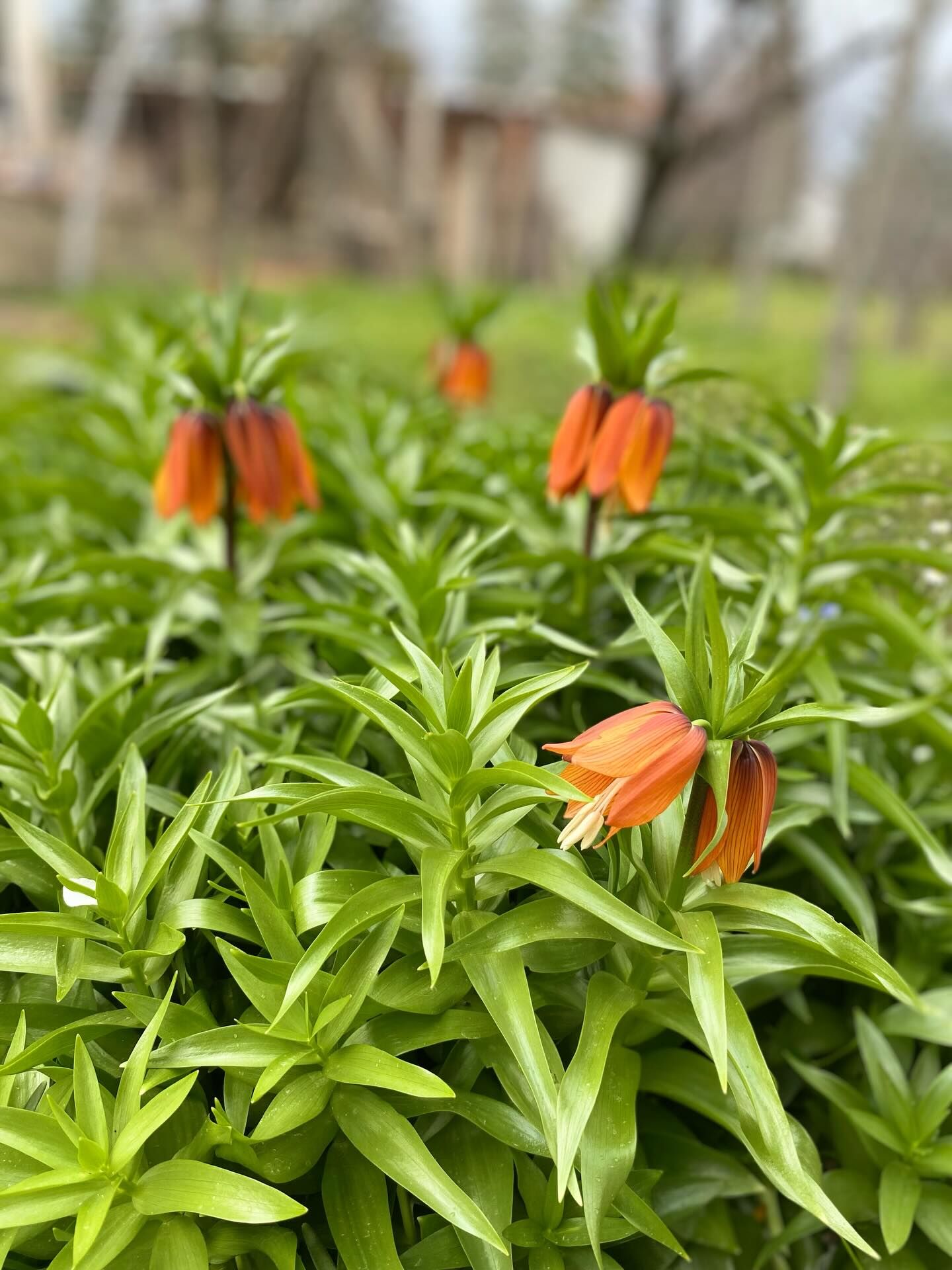 Ters Lale Ve Sümbül (1)