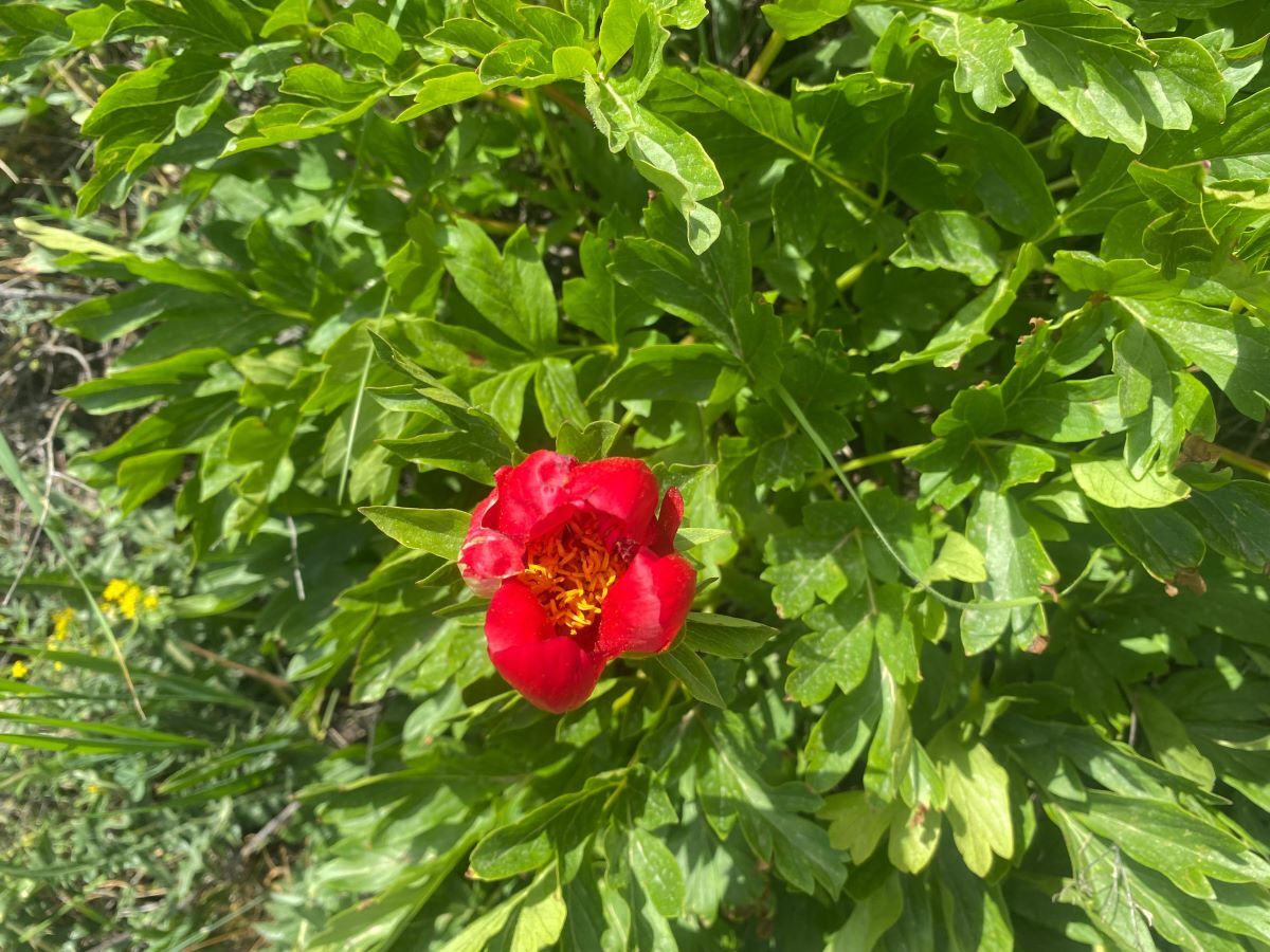 İteci̇k Lalesi̇ (1)-1