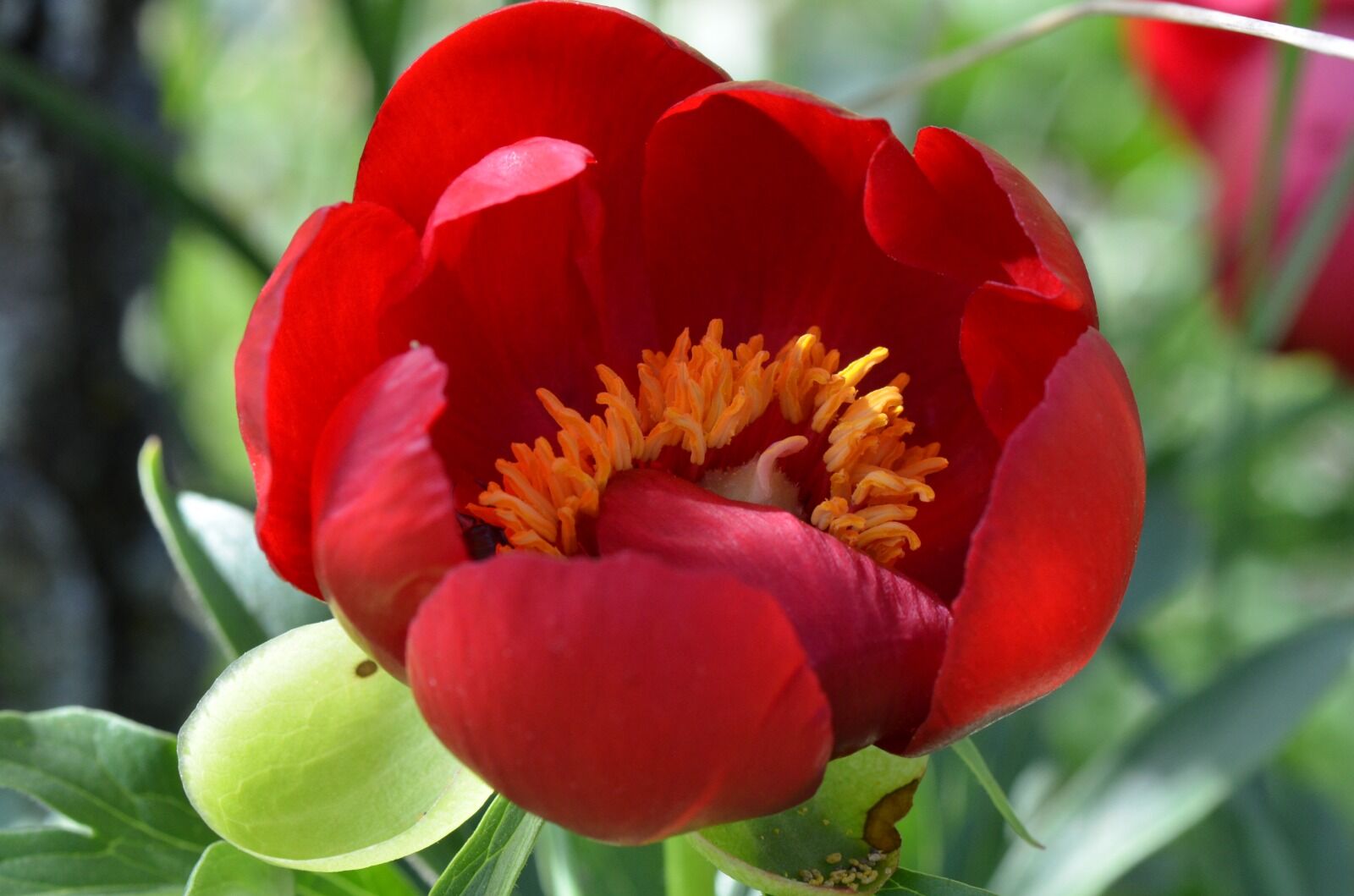 İteci̇k Lalesi̇ (1)