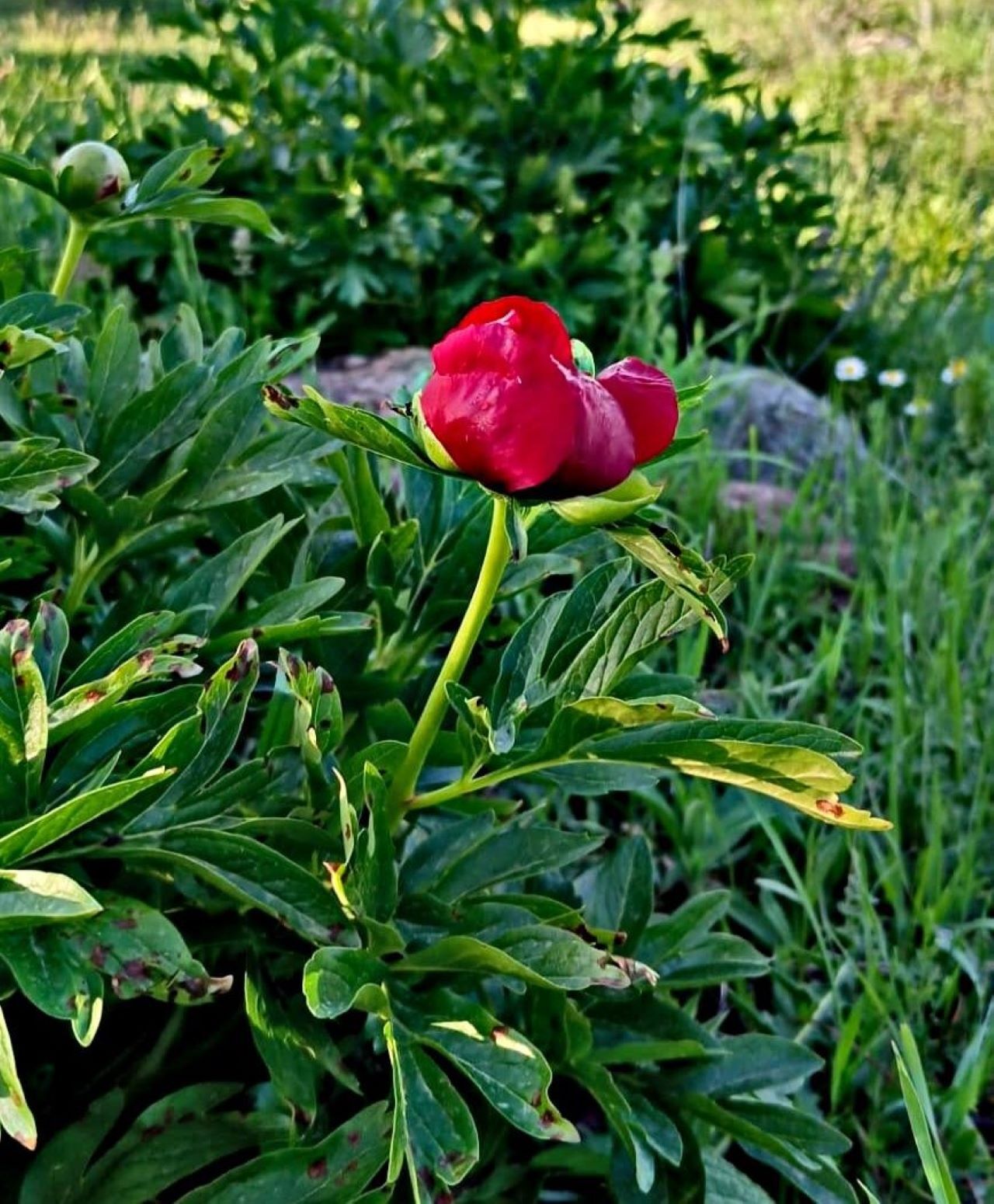 İteci̇k Lalesi̇ (2)