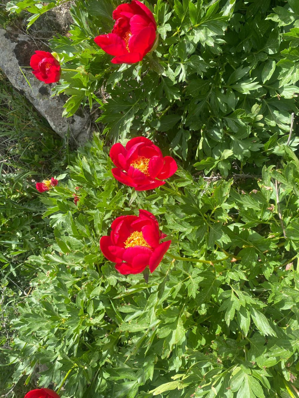 İteci̇k Lalesi̇ (3)