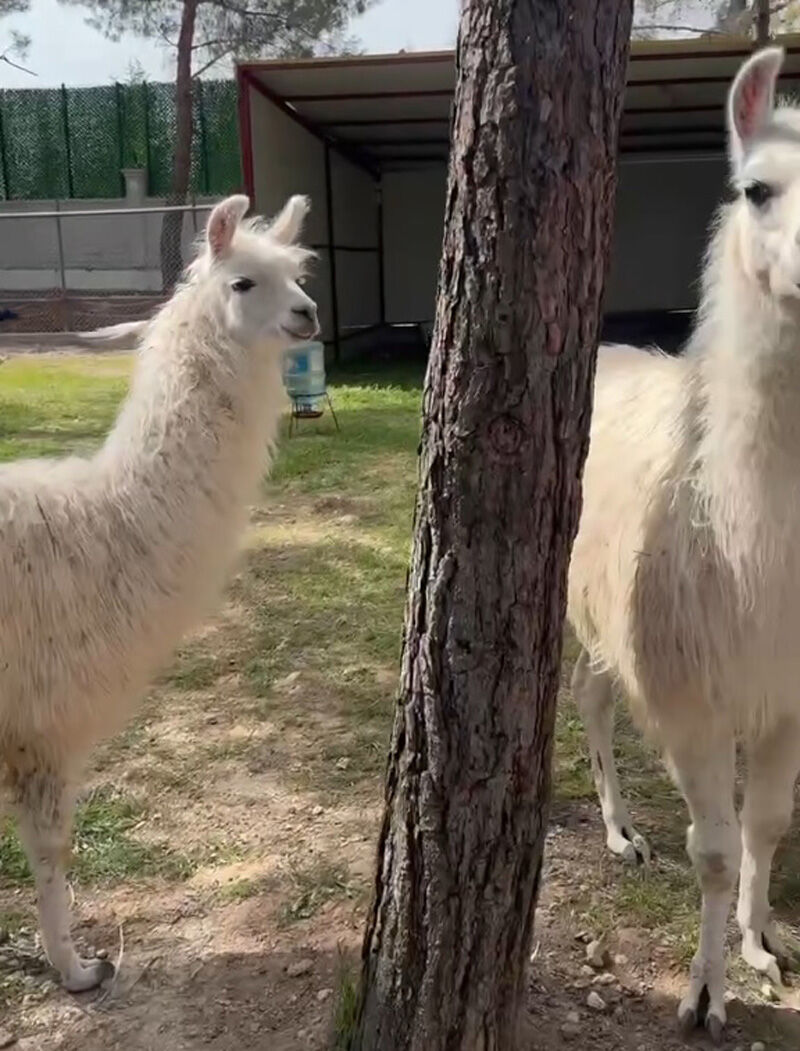 Ulubey’de Tavşan Park Hizmete Açıldı (2)