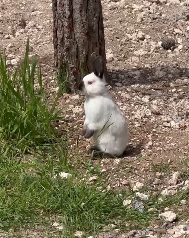Ulubey’de Tavşan Park Hizmete Açıldı (3)