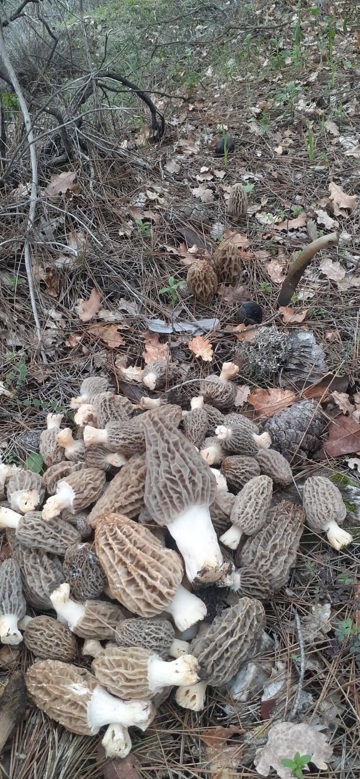 Uşak'ta Kuzu Göbeği Mantarı Avı Başladı (1)