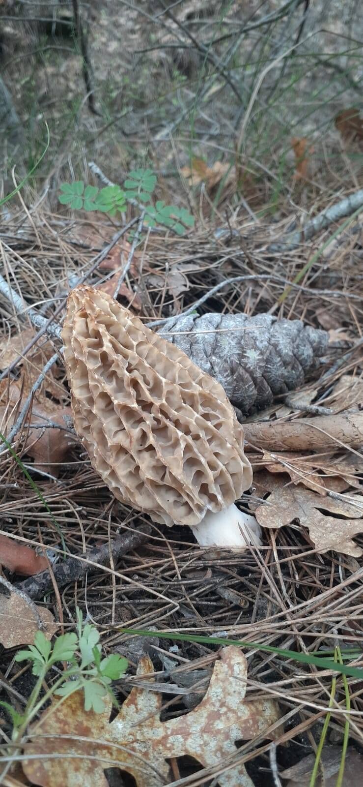 Uşak'ta Kuzu Göbeği Mantarı Avı Başladı (2)